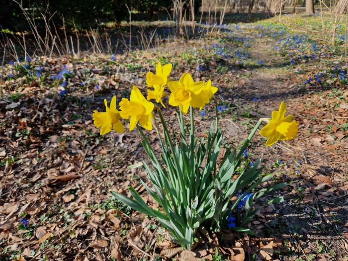Die hellen Stellen auf den Narzissen sind beim Galaxy S22 besser belichtet ...